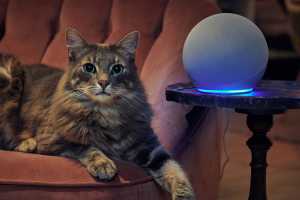 Use Alexa’s new music to calm cats on fireworks night (plus these expert tips)